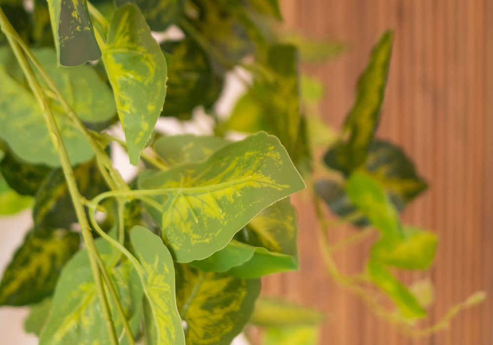 Sofitaki Apartments Kefalonia - Midway